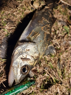 セイゴ（タイリクスズキ）の釣果