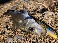 セイゴ（タイリクスズキ）の釣果