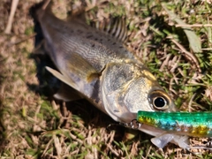 セイゴ（タイリクスズキ）の釣果