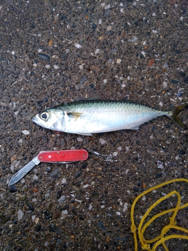 マサバの釣果