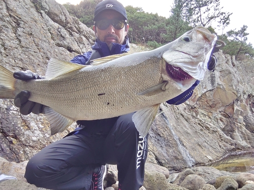 ヒラスズキの釣果