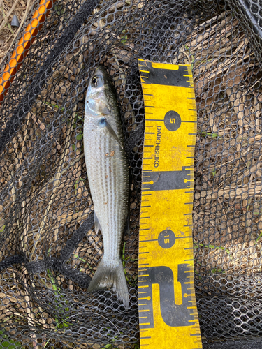 ボラの釣果