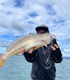 ニベの釣果