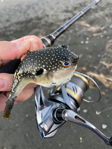 クサフグの釣果