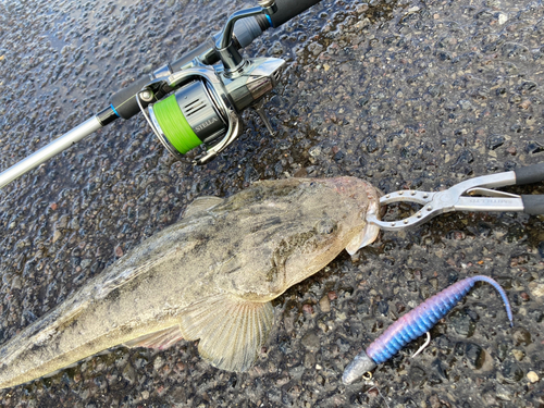 マゴチの釣果