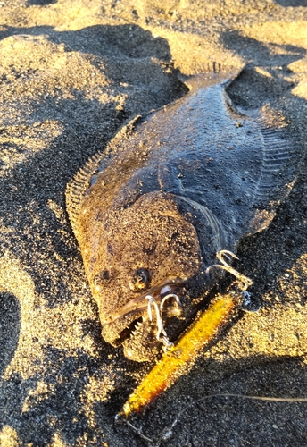 ソゲの釣果