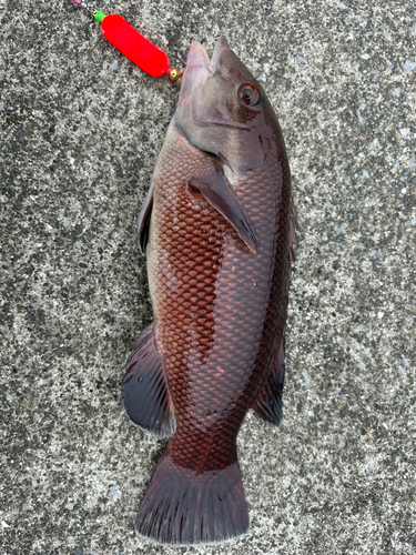 コブダイの釣果