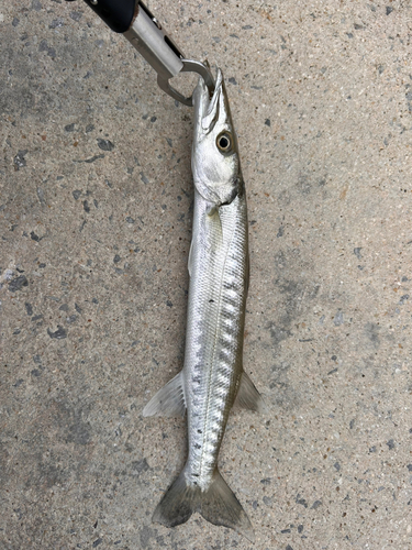 オニカマスの釣果