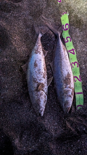 ワラサの釣果