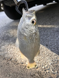 オオクチユゴイの釣果