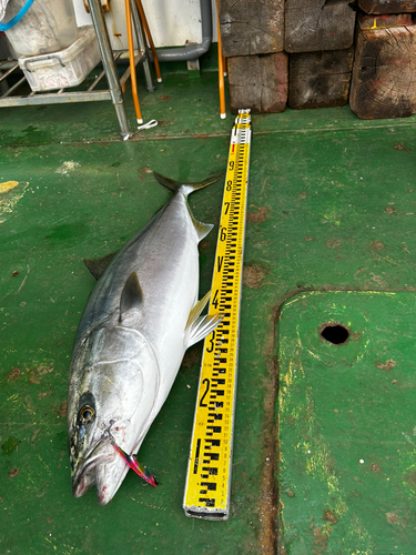 ブリの釣果