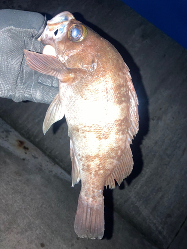 メバルの釣果