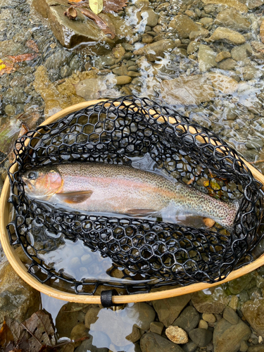 レインボートラウトの釣果