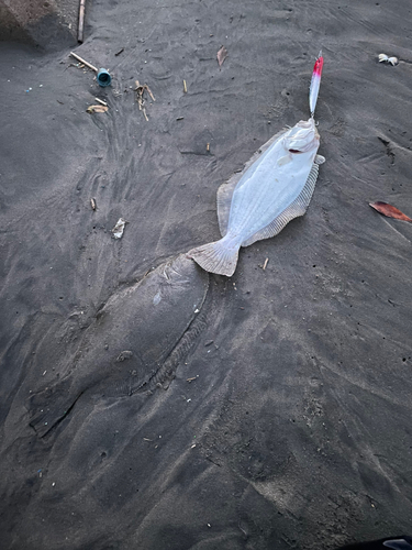 ヒラメの釣果