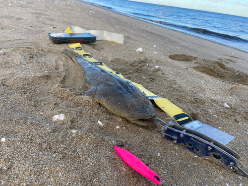 マゴチの釣果