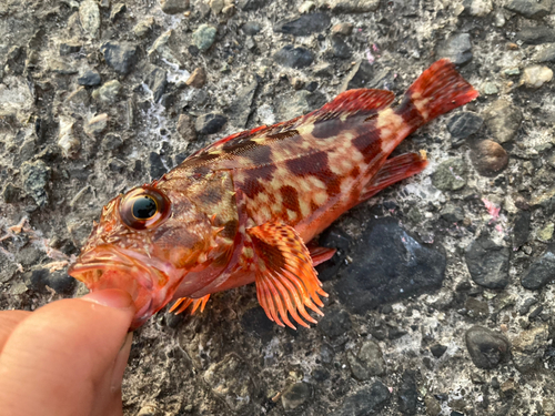 カサゴの釣果