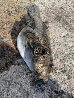 イシダイの釣果