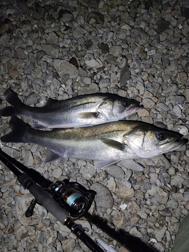 シーバスの釣果