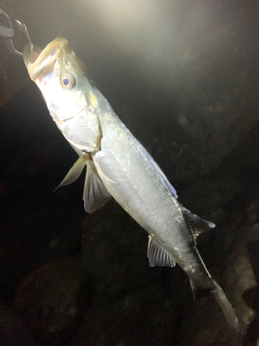 フッコ（マルスズキ）の釣果