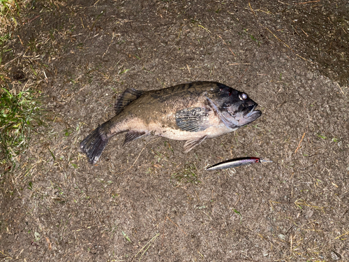 ソイの釣果