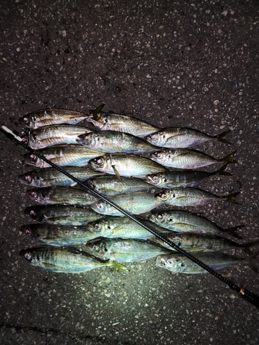 アジの釣果