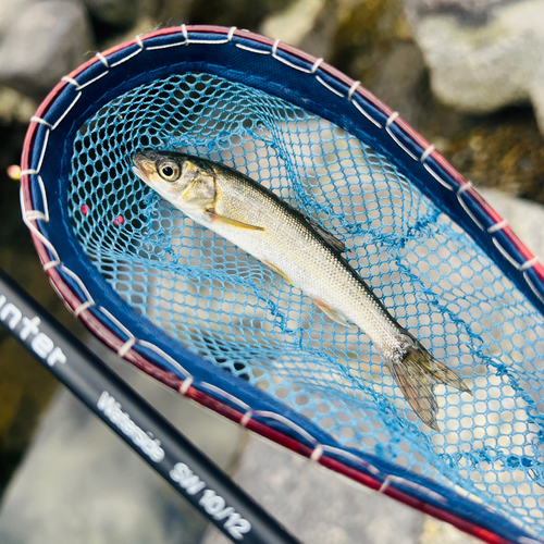 ウグイの釣果