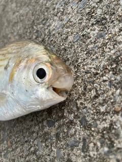 リュウキュウドロクイの釣果