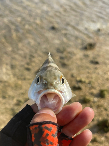 コトヒキの釣果