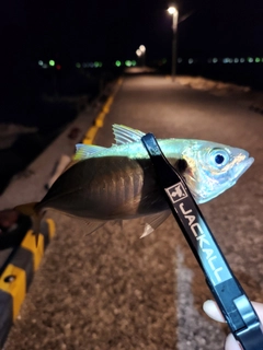 マアジの釣果