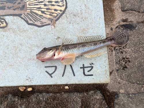 マハゼの釣果