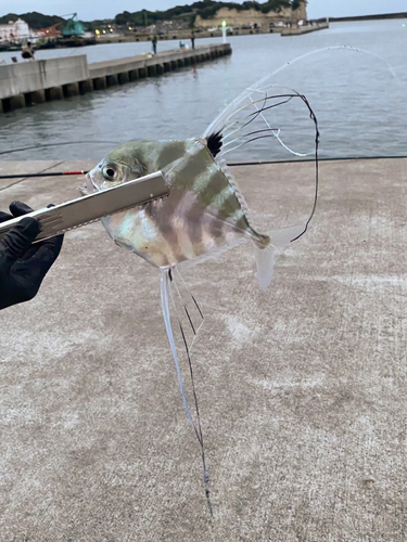 イトヒキアジの釣果