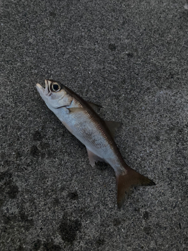 クロムツの釣果