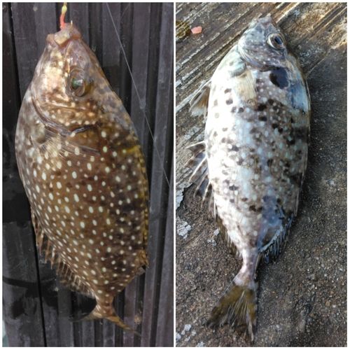 アイゴの釣果