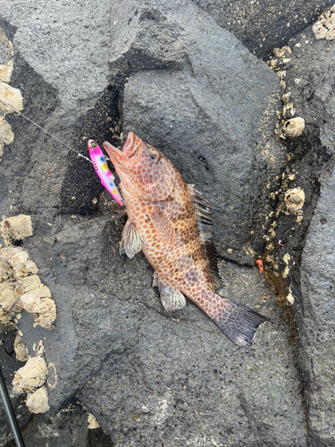 オオモンハタの釣果