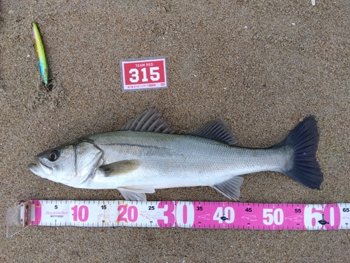 シーバスの釣果