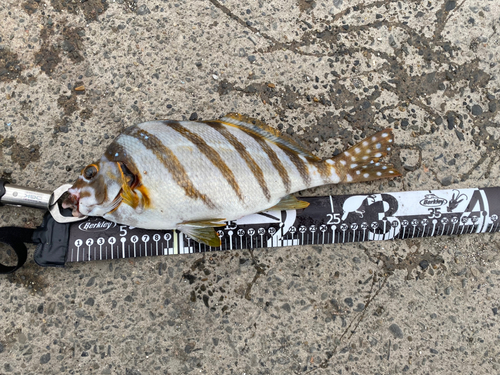 タカノハダイの釣果