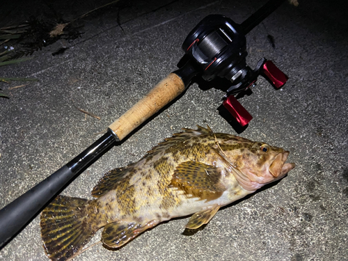 タケノコメバルの釣果