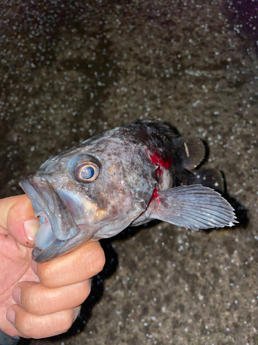 クロソイの釣果