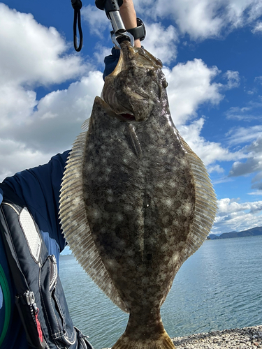 ヒラメの釣果