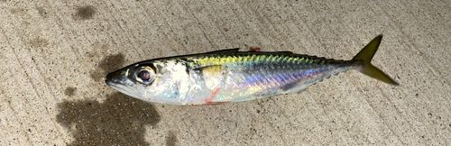 ゴマサバの釣果