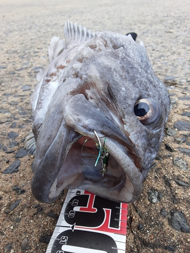 クロソイの釣果