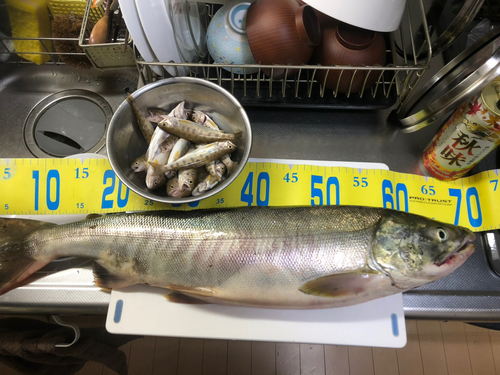 アキアジの釣果