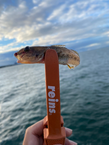 マハゼの釣果