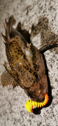 タケノコメバルの釣果