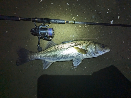 スズキの釣果