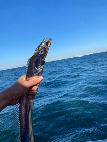 タチウオの釣果