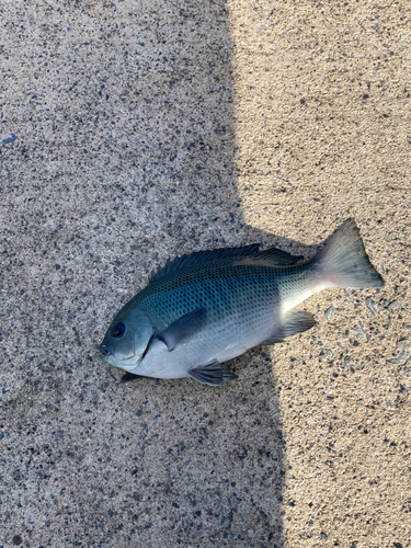 メジナの釣果