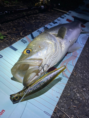 シーバスの釣果