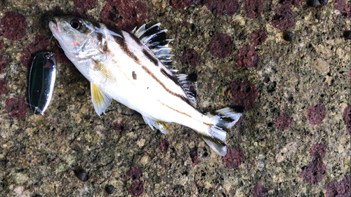 コトヒキの釣果