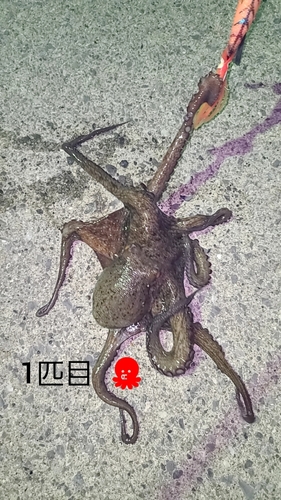 タコの釣果